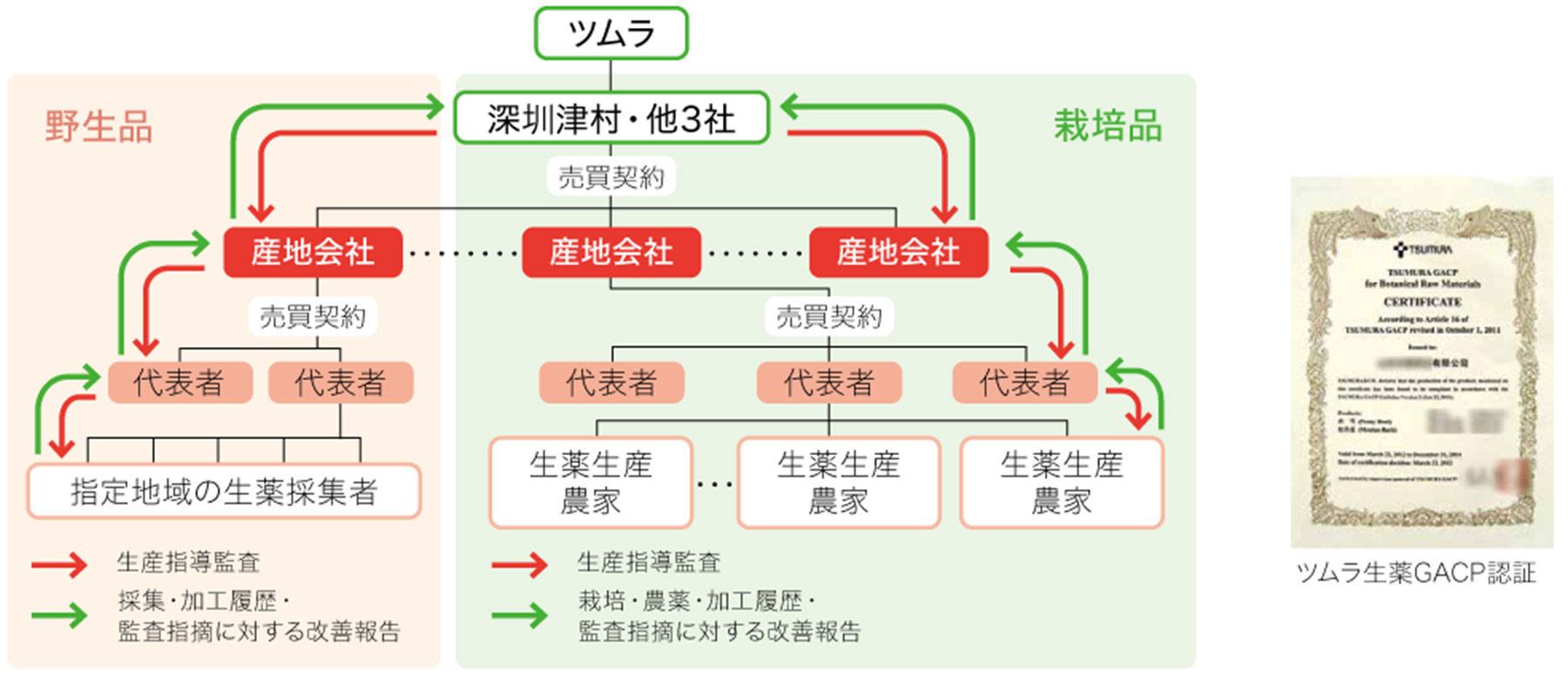 中国での生薬GACPによる生薬生産