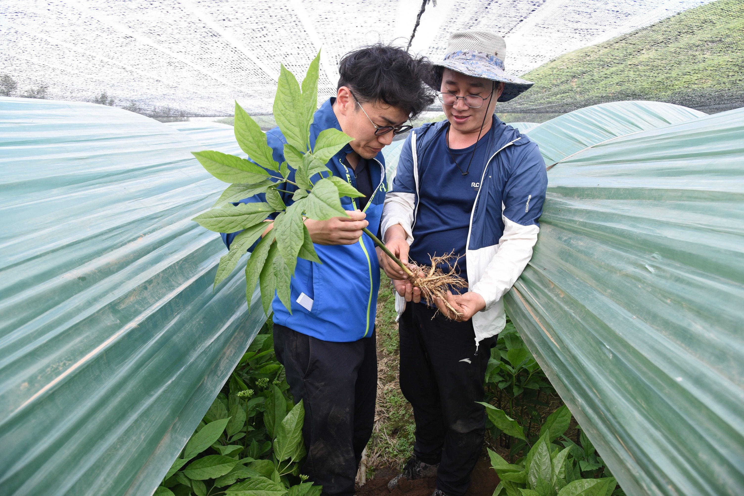 社員による生育確認