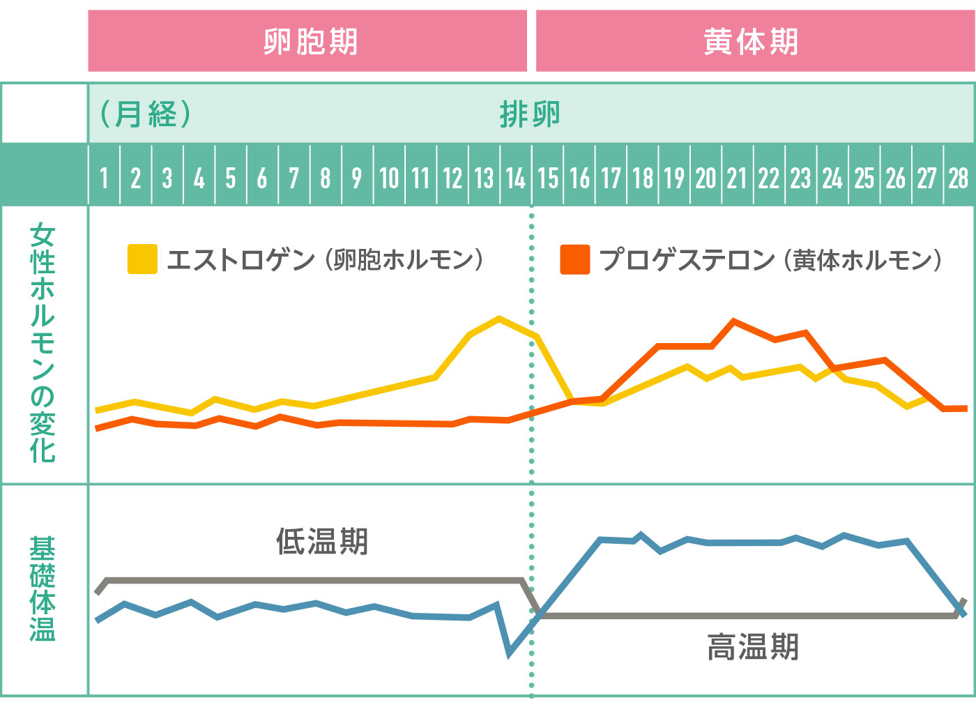 ホルモンの変化と基礎体温