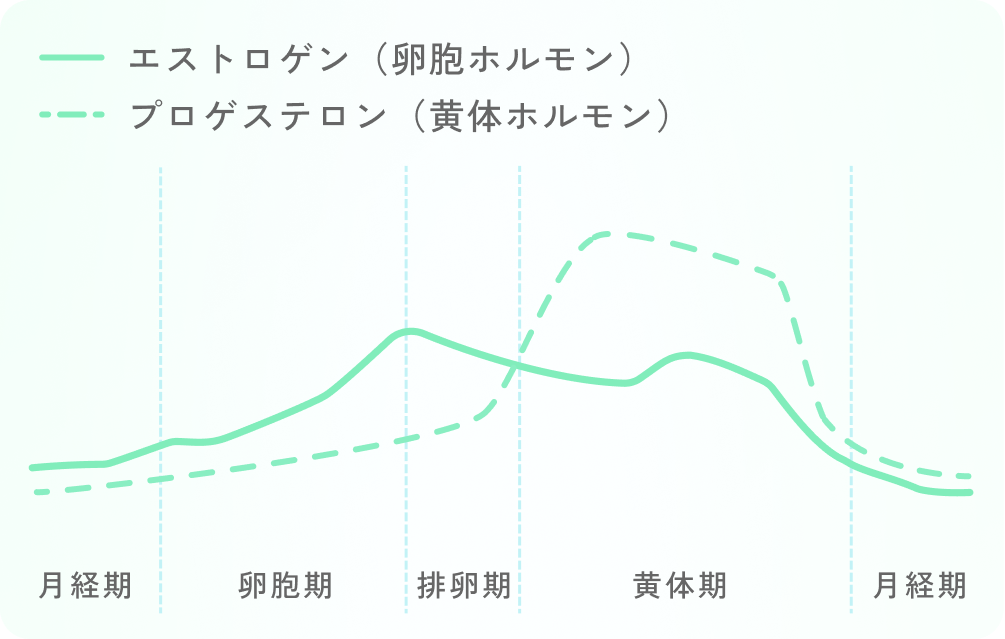 エストロゲン(卵胞ホルモン) / プロゲステロン(黄体ホルモン)